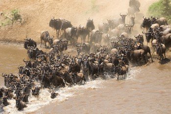 Blue Wildebeests